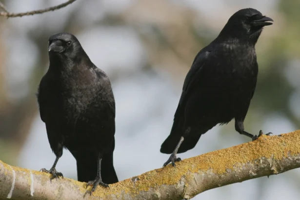 number of crows meaning